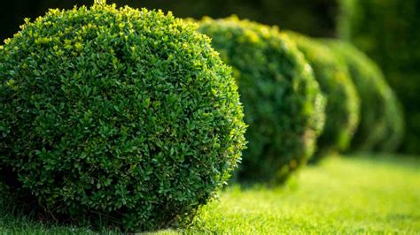 32 Best Evergreen Shrubs to Grow for Your Landscaping