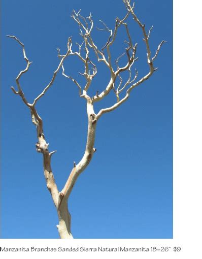 Branches Manzanita Branches Save On Crafts Manzanita