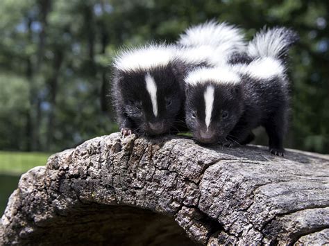 Skunk habitat, species and amazing facts about Mephitidae family mammal