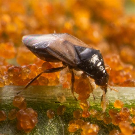 Chilli Thrips Biobee South Africa