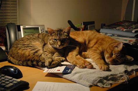 Desk Cats Couldn T Resist Taking A Photo Of Our Cats On My Flickr