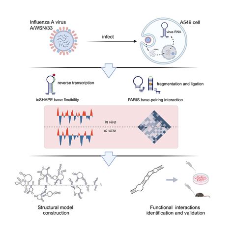 Mapping Of The Influenza A Virus Genome Rna Structure And Interactions