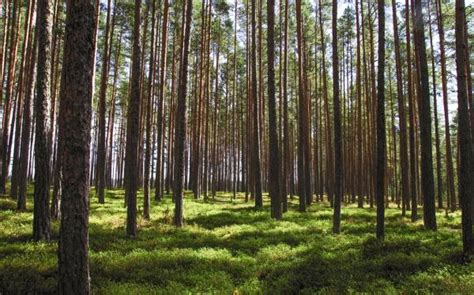 Bosques De Conf Eras Caracter Sticas Flora Y Fauna