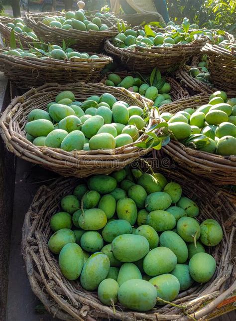 Fresh Green Mangoes In Fruit Markets Mangoes On The Tree Red Mangoes