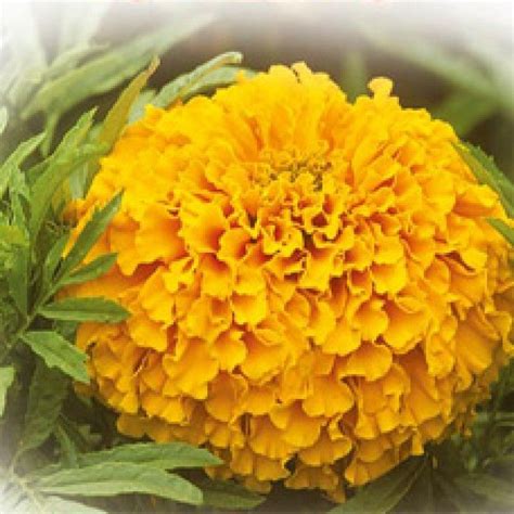 African Marigold F1 Hybrid Inca African Marigold F1 Hybrid Inca Yellow Orange Mix Average 15