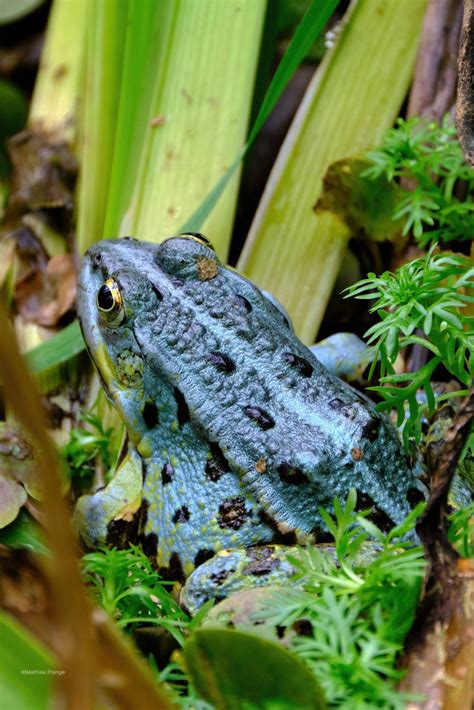 Beside the path — The sight of this blue frog surprised me today. I...