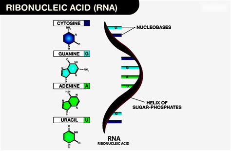 Understanding Nucleic Acid And Genetic Code Testbook