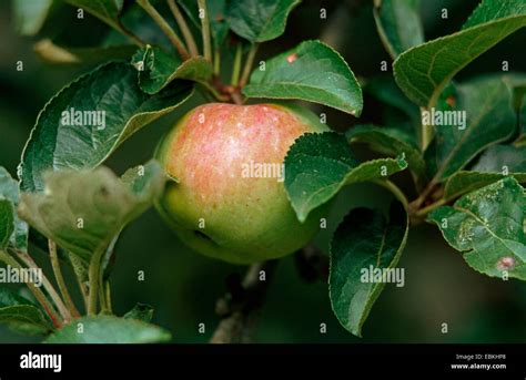 Apple Tree Malus Domestica Ontario Malus Domestica Ontario Apples