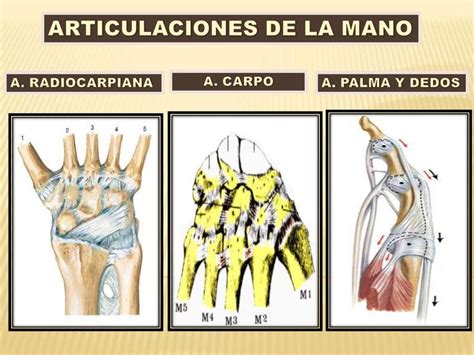 Articulaciones De La Mano