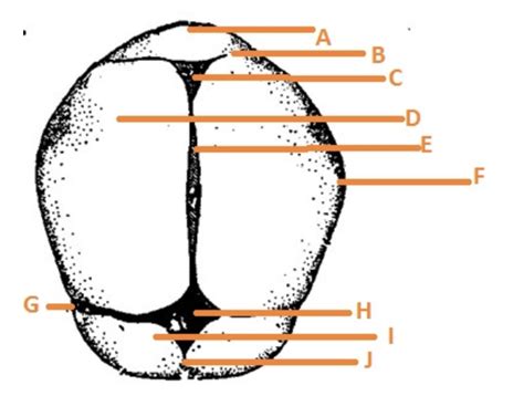 BIOL 1050 Exam 2 Fetal Skull Sutures Diagram Quizlet