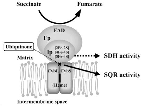 Schematic model of succinate dehydrogenase complex. Picture is taken ...