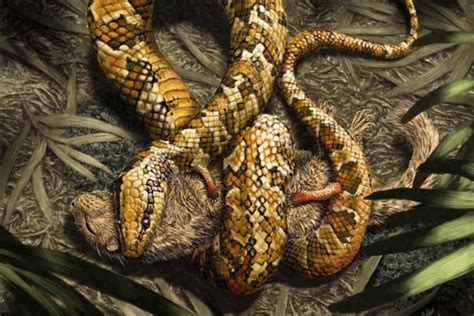 Ancient Snake Ancestor Gripped Prey With Four Feet Nbc News