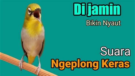 Pleci Gacor Ngalas Suara Pasti Nyaut Pancingan Pleci Ngalas Buat