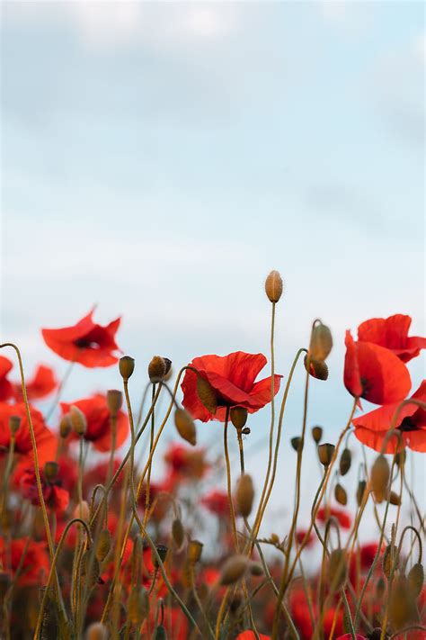 Poppies, flowers, wildflowers, sky, HD phone wallpaper | Peakpx