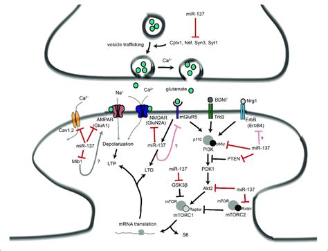 Proposed Roles For Mir 137 At The Glutamatergic Synapse This Figure