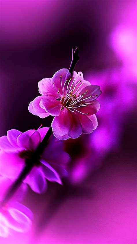 Flowers : Violet Wallpaper for iPhone 11, Pro Max, X, 8, 7, 6 - Free ...