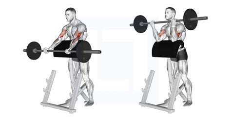 Dumbbell Seated Inner Biceps Curl Guide Benefits And Form