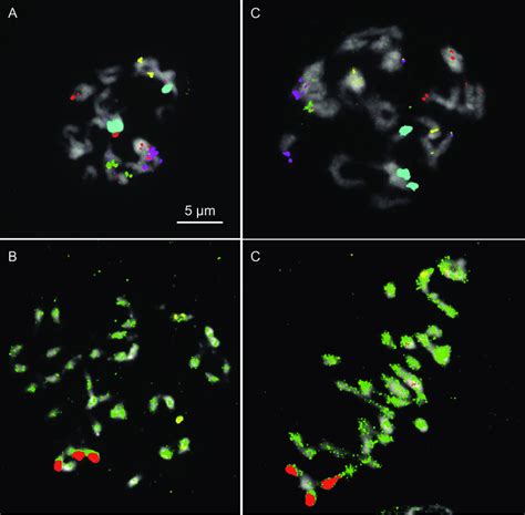 A Homoeologous Pairing In Pollen Mother Cells PMC From 3x Hybrids