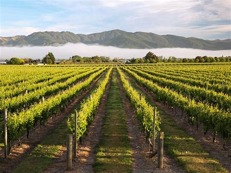 Vineyards Crisscross The Sunny Wairau Valley In Marlborough New