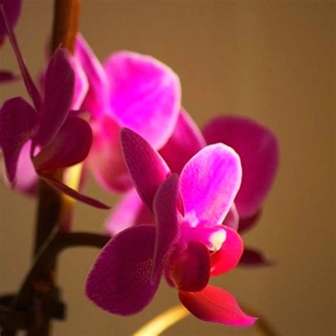 Orchid | Plants, Orchids, Photography