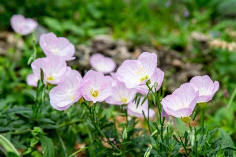 Pink Evening Primrose Plant Care Growing Guide