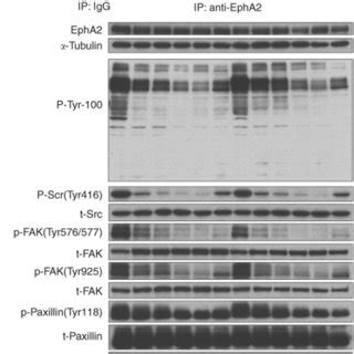 Inhibition Of Epha Receptor Tyrosine Kinase Is Dose Dependent Around