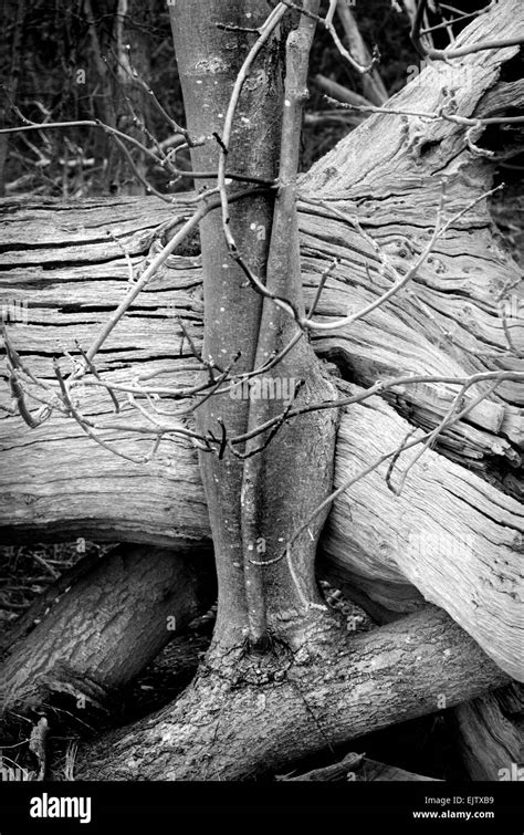 Rotten Stump Black And White Stock Photos Images Alamy