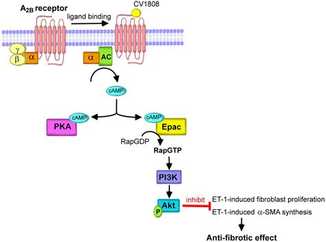 Frontiers Stimulation Of Adenosine A2b Receptor Inhibits Endothelin 1