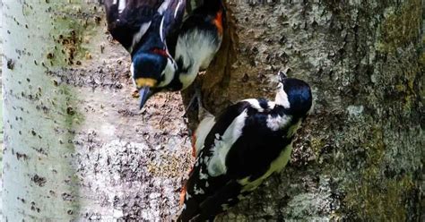 Woodpecker Behavior - AnimalBehaviorCorner