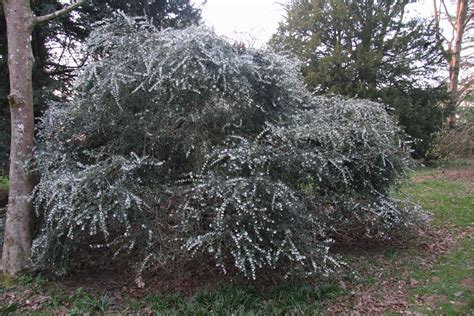 Osmanthus delavayi ‘Latifolius’ | Pan Global Plants