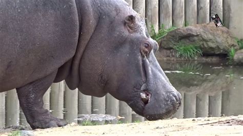 Le Bain De Boue Des Hippopotames Safari De Peaugres Ard Che