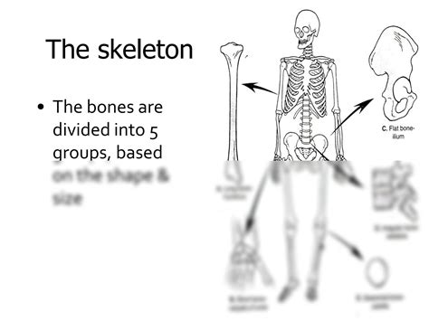 SOLUTION: Anatomy of musculoskeletal system - Studypool