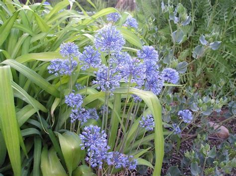 Allium Caeruleum Azureum Late Season Flowering Allium Perennial