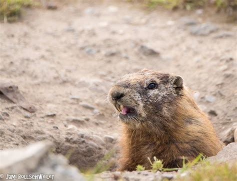 Yellow Bellied Marmot In Utah Whistle Pig Calling The Alert Wildlife