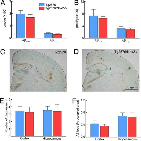 Brain A And Amyloid Burden Are Not Reduced In To Month Old Tg