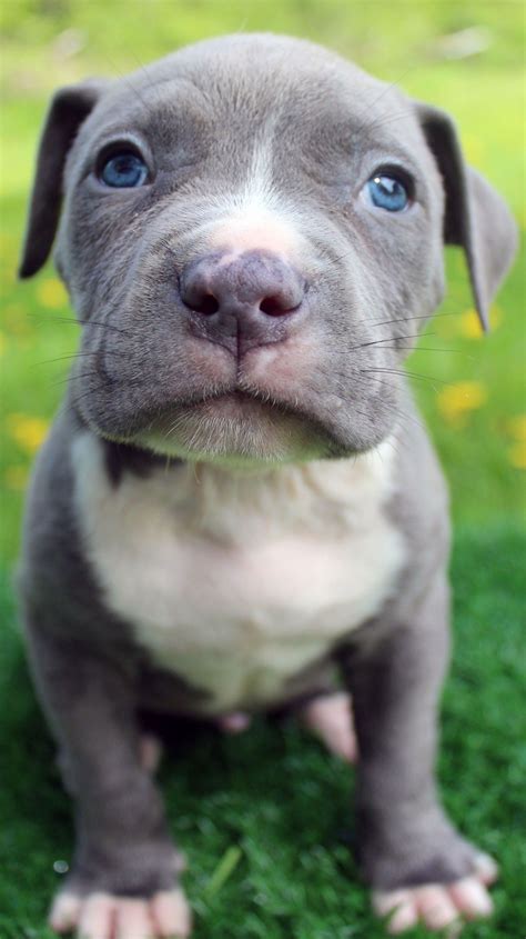 red nose pitbull puppies for sale 2021 - Totality Blogger Photographs