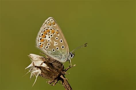 Borboleta Azul Comum Cardo Foto Gratuita No Pixabay Pixabay