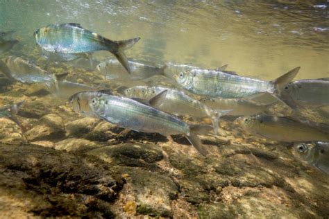 American Shad Habitat