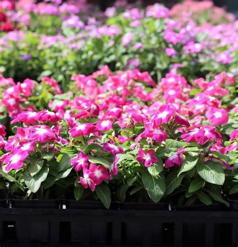 Valiant Punch Vinca 4 Pot Champion Landscape Supplies