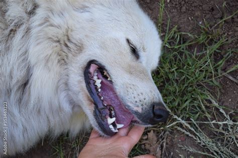 Femmina Di Cane Da Pastore Maremmano Abruzzese Felice Di Essere