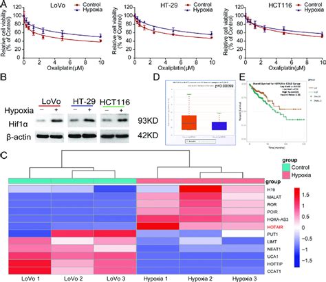 Hypoxia Induced Oxaliplatin Chemoresistance And Enhanced HOTAIR