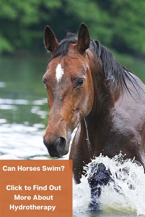 Can Horses Swim Horses And Dogs Horses Hydrotherapy