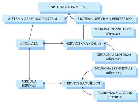 Sistema Nervioso Y Endocrino Mapa Conceptual Phore