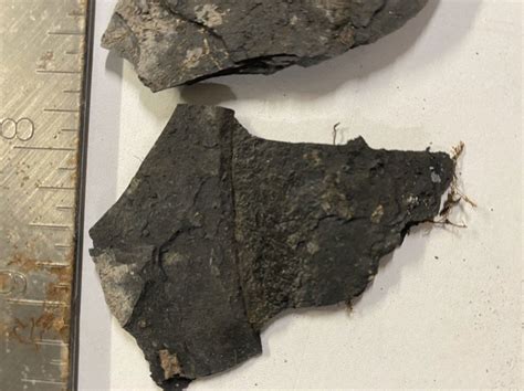 Black Shale from Illinois - Fossil ID - The Fossil Forum