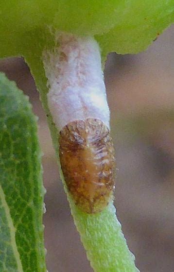 Scale Insect Bugguide