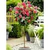 Knock Out Gal Assorted Double Knock Out Rose Tree With Assorted