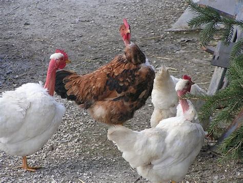 Naked Neck Chicken Characteristics Egg Production Price And More