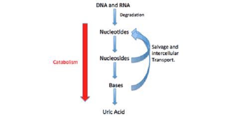 Salvage Pathway Of Purine Nucleotides - New