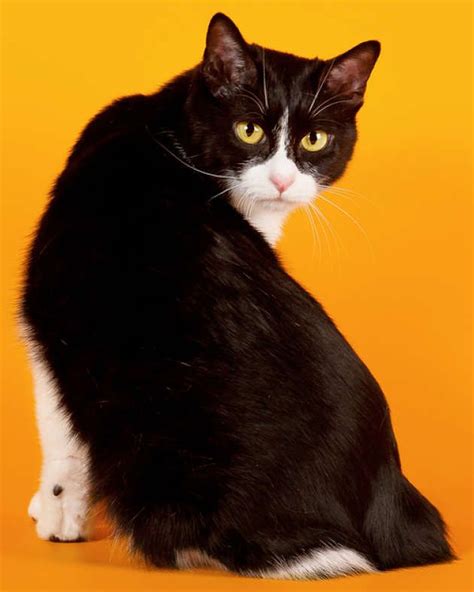 Japanese Bobtail cat information, pictures, facts and videos.. the ...