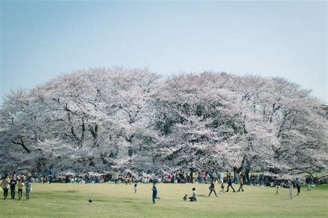 Sakura Cherry Blossom Foto De Archivo Imagen De Tokio